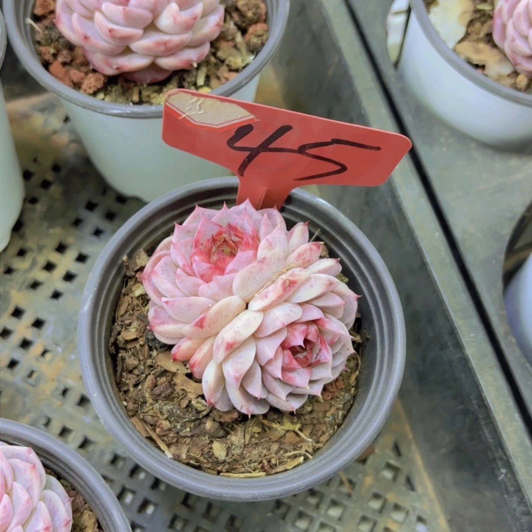 ༊***我的小可爱小可爱们都好可爱