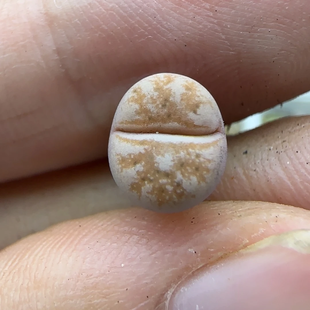 878二蜕秒生石花大棚直播