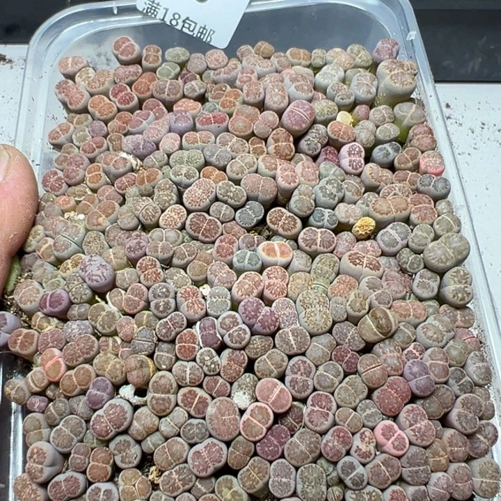 【闪购商品】 546。