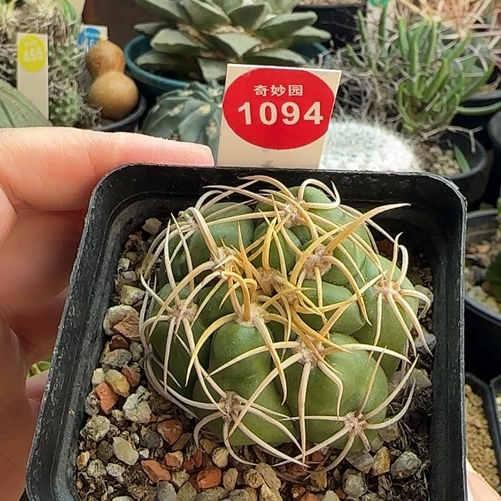 实生冢原海王一棵5.1cm