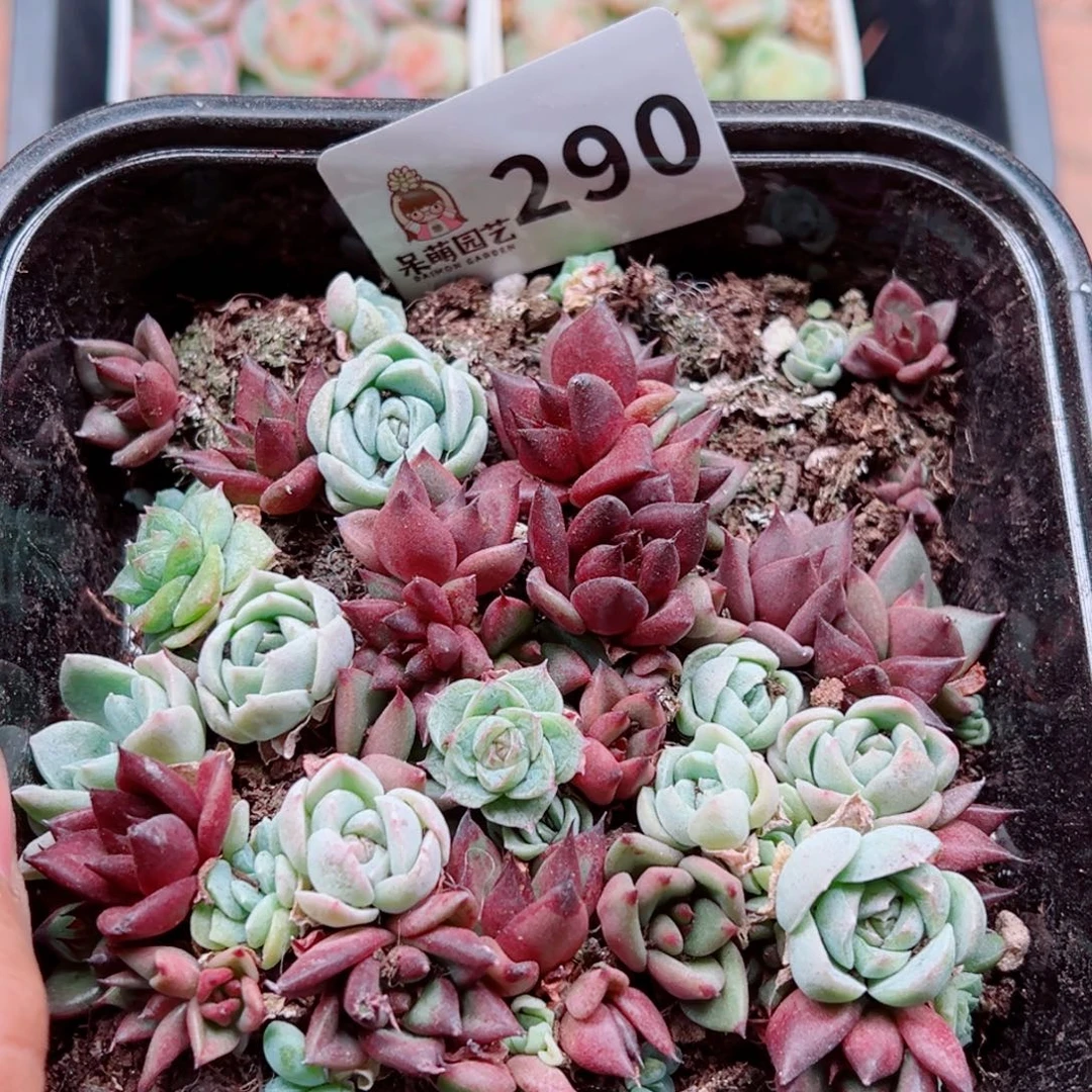 多肉植物多肉植物