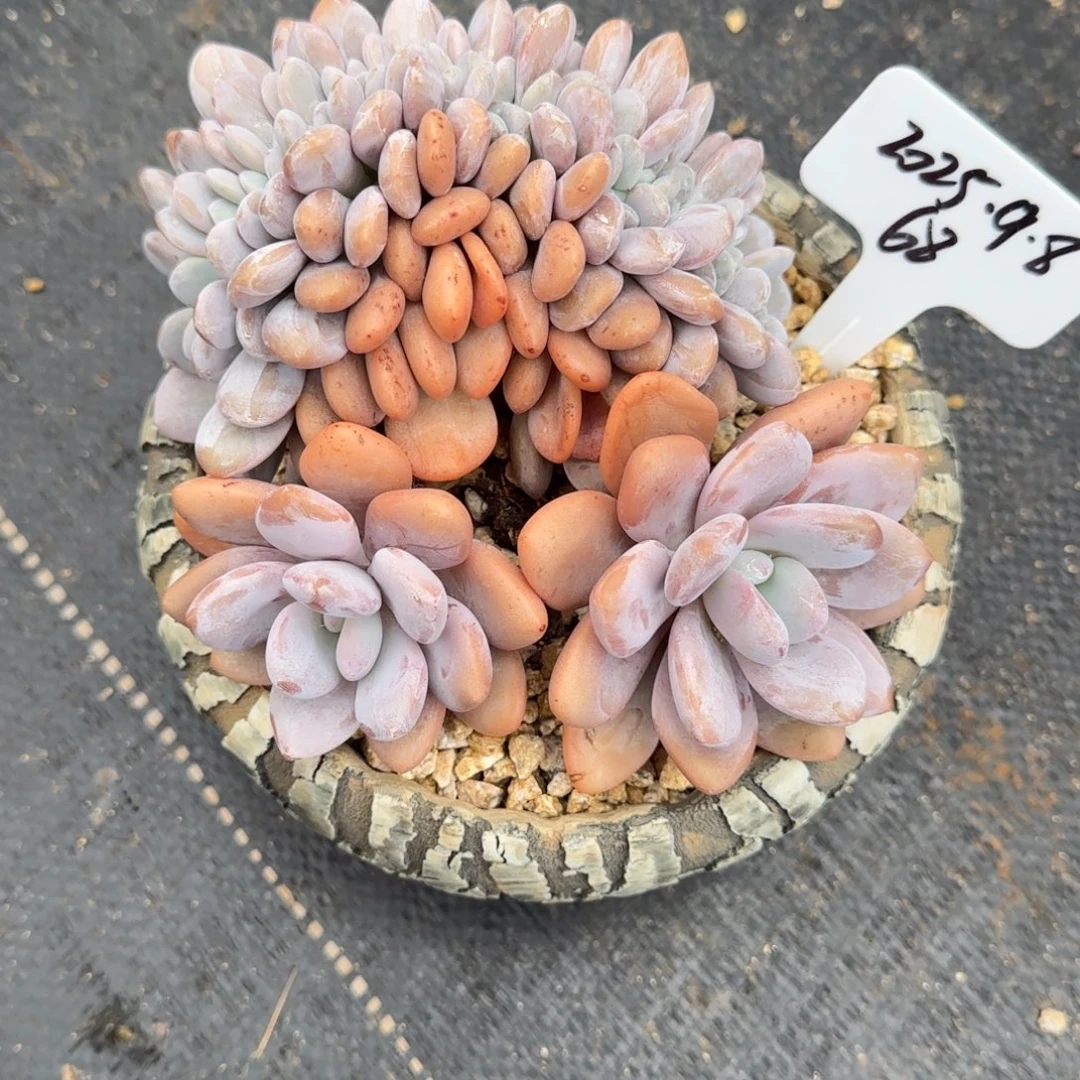 原***呀一物一拍粉兔缀68