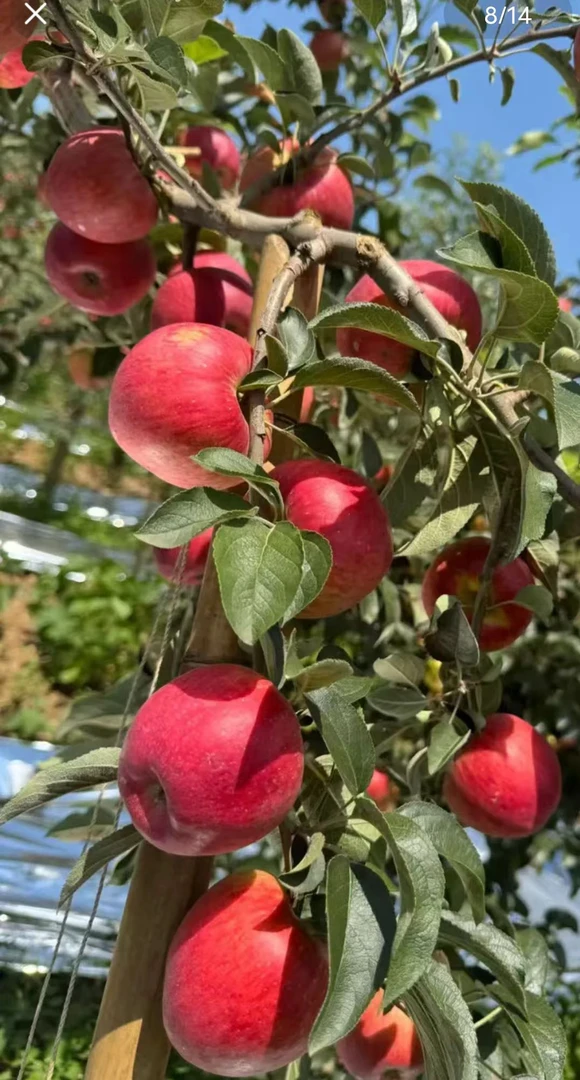 云南昭通新鲜冰糖心丑苹果现摘现发