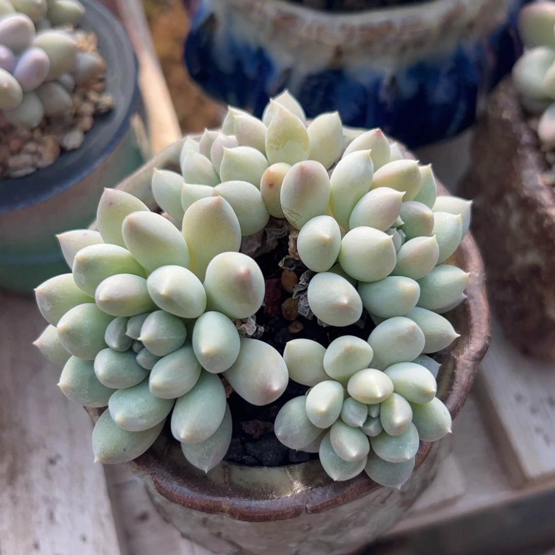 奶糖群生多肉植物