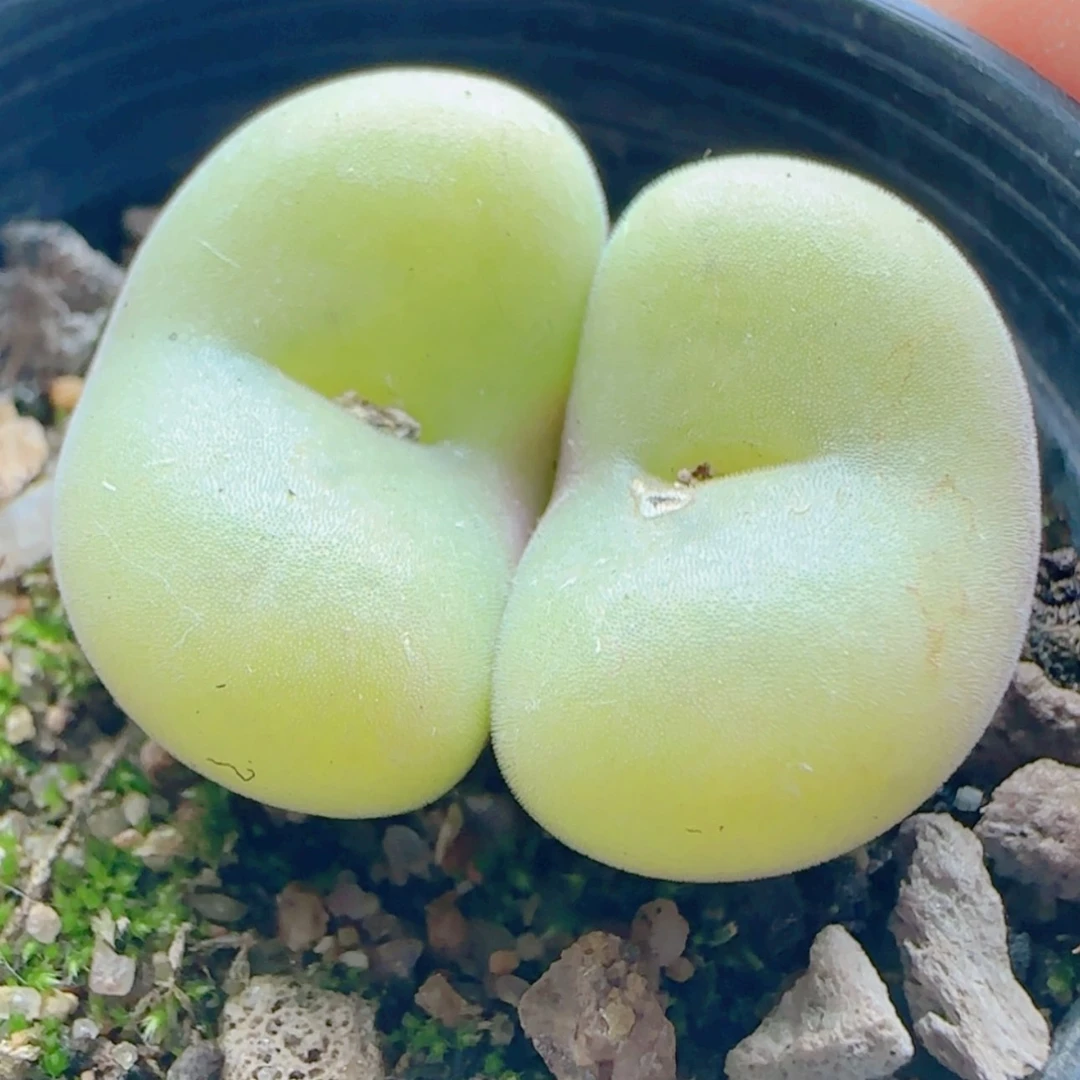 【闪购商品】21213