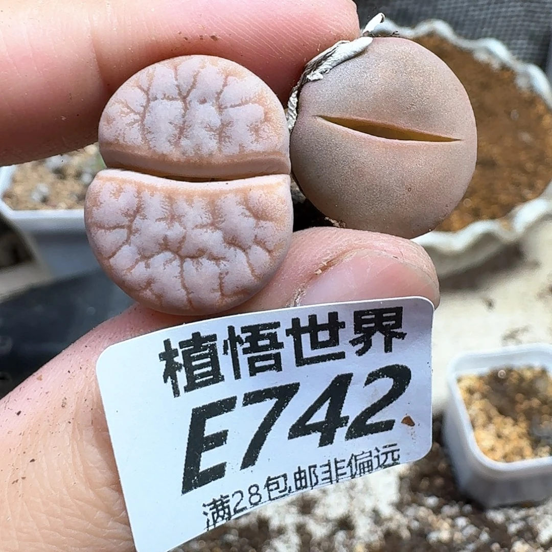 多肉植物的人生法姑姑