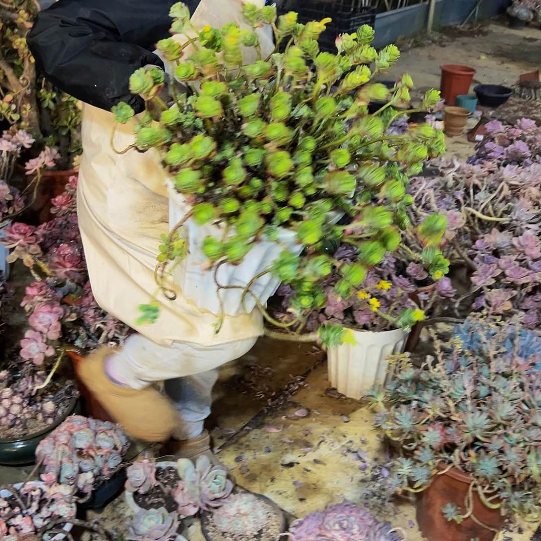 丽*?大博化妆一物一拍脱土包邮