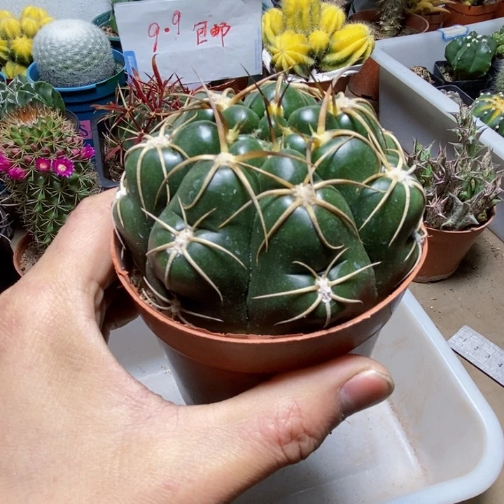 大号海王仙人球vgg