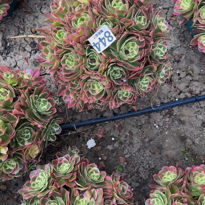 白凤花27-32包邮花花