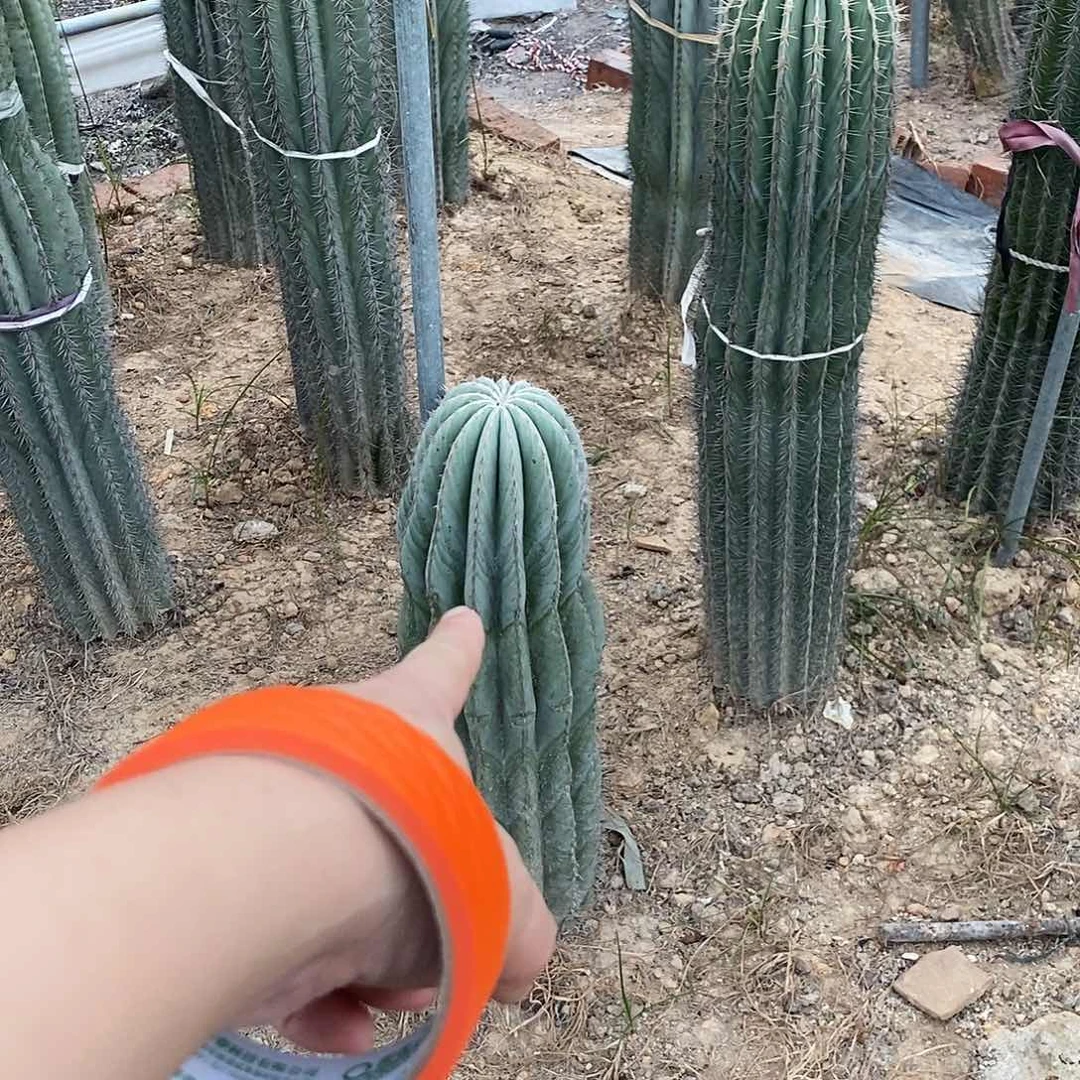 四***嫂000000000000000000000