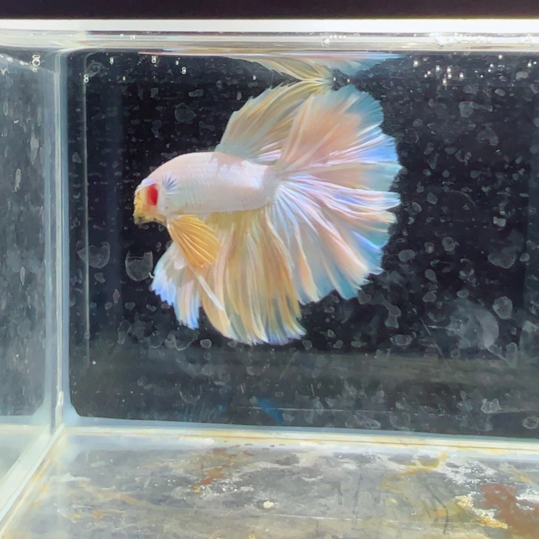 斗鱼浅色特殊尾hhhh