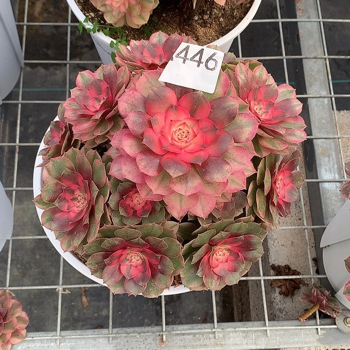 夏***风446.荔枝多肉植物