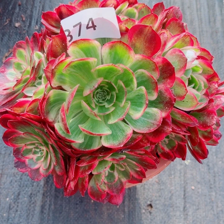 新品赤子心特价多肉发货