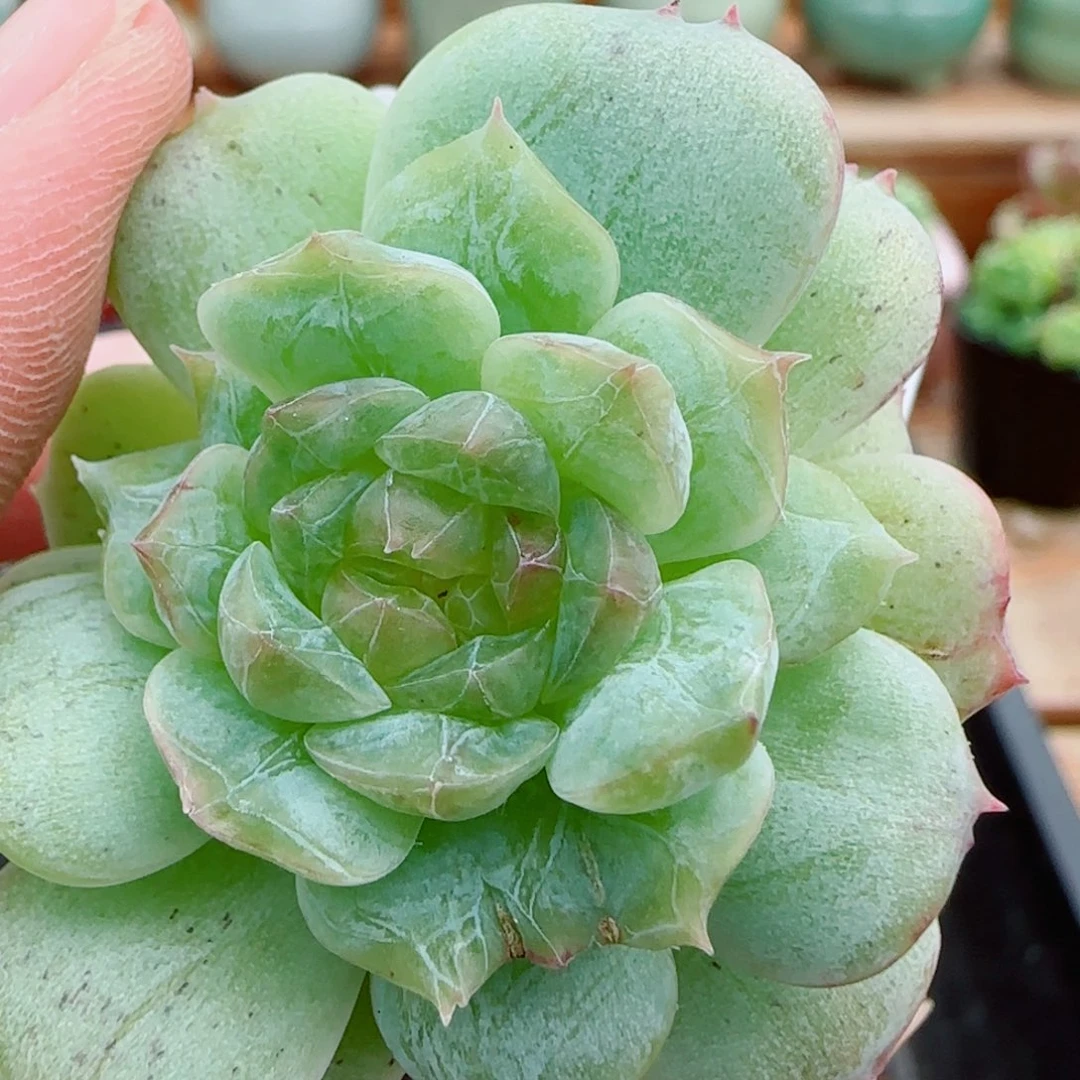 花语逸镜1011-262溏心珍妮