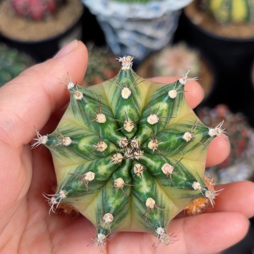 泰系米哈爱丽丝实生侧33