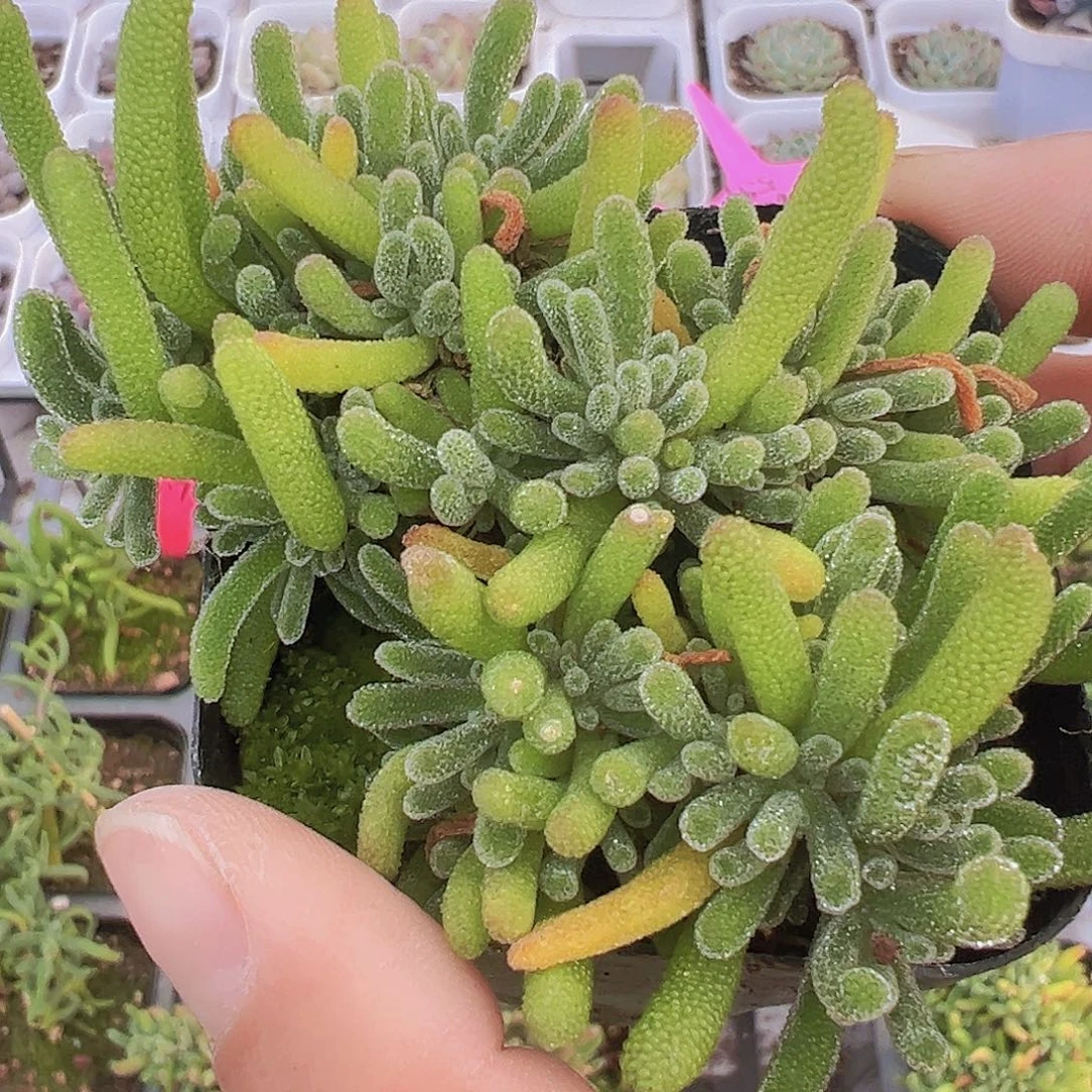 荧光兔19包邮多肉植物