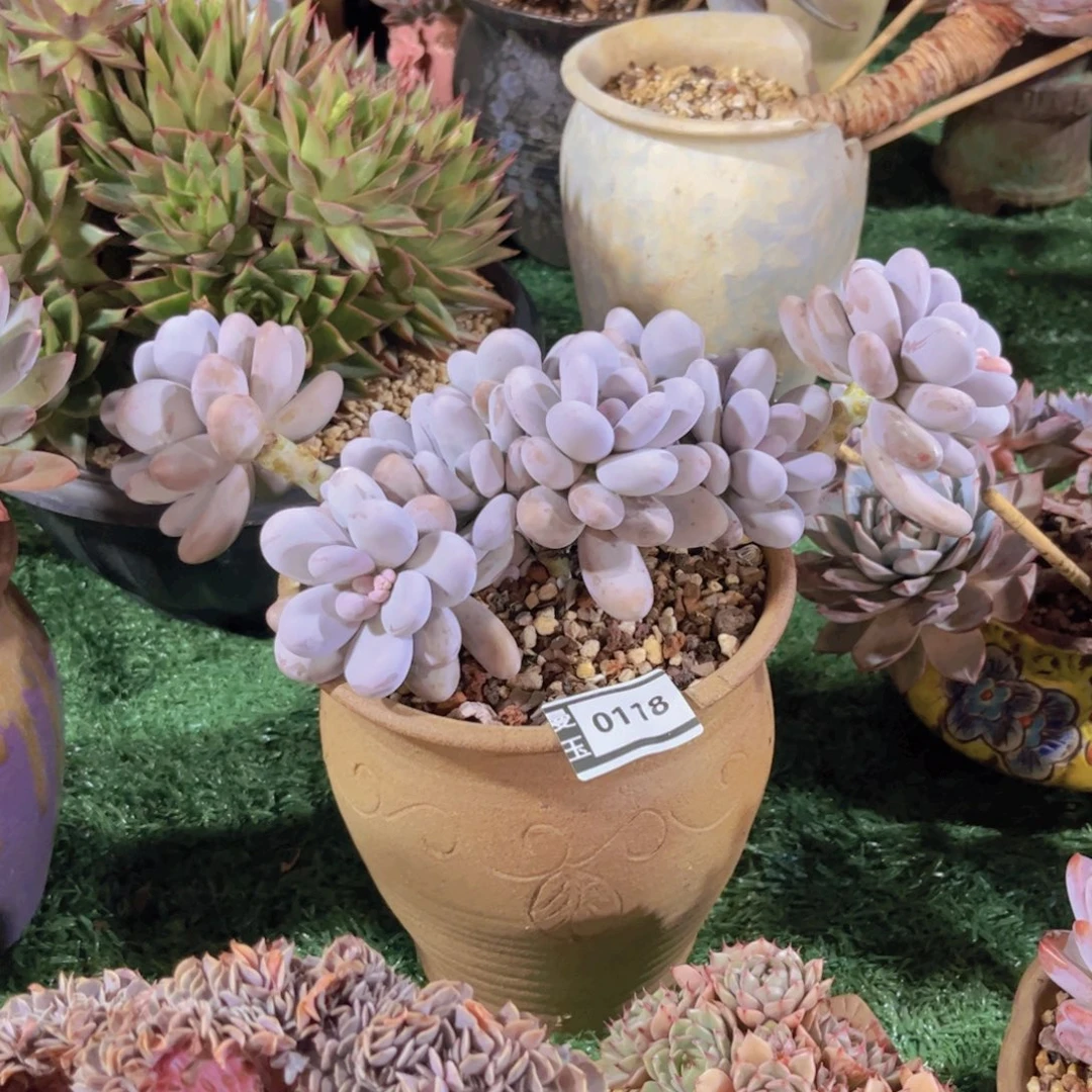 鸡蛋奶多肉植物0118