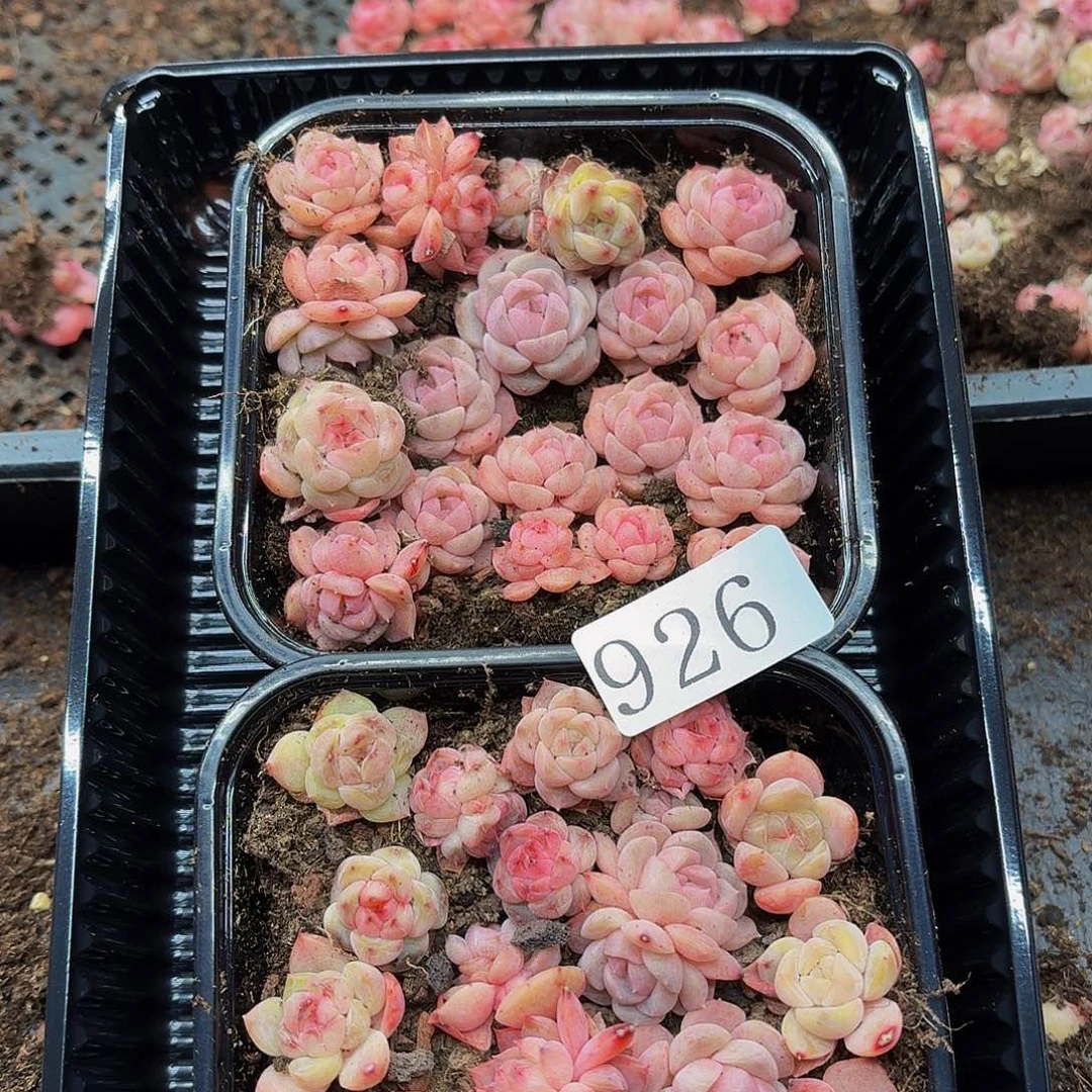 x****n多肉植物多肉植物926