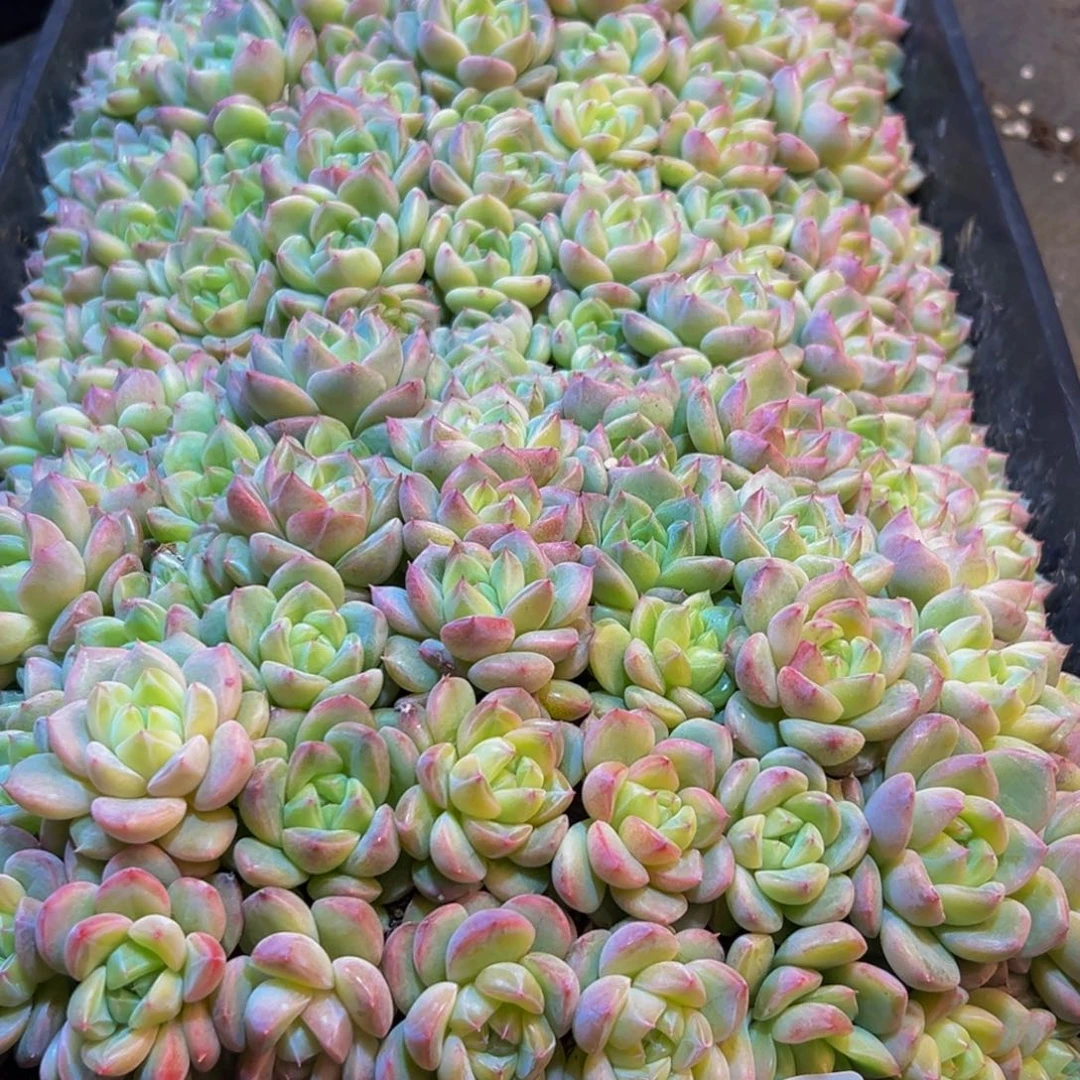 无***言190多肉葡萄的价格是多少呢