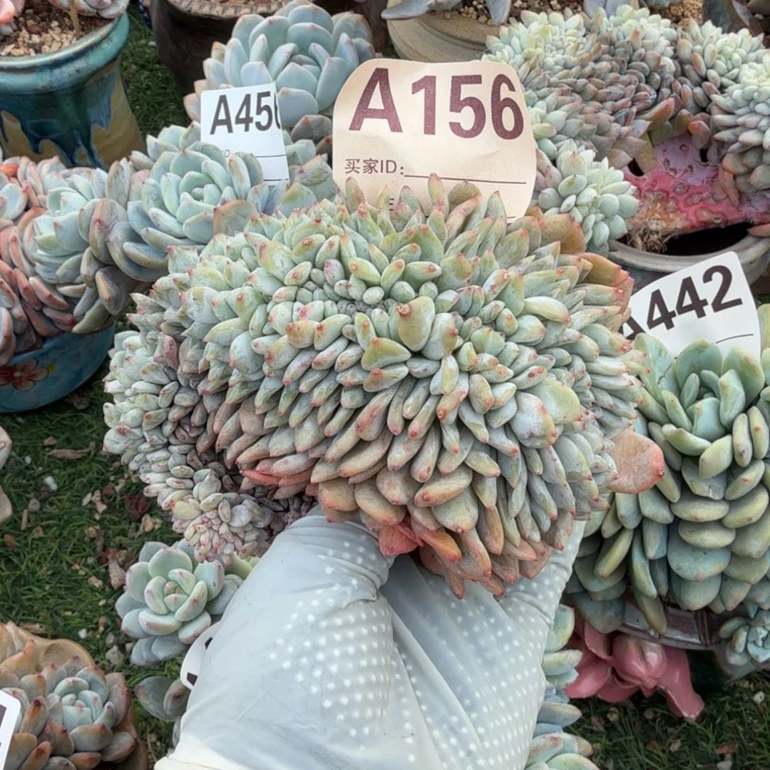 开播福利开播福利