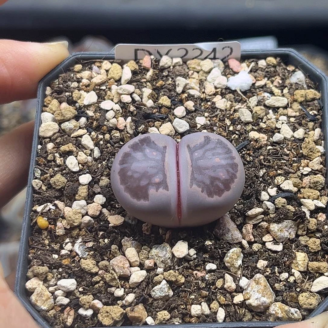 一物一拍紫菊2242