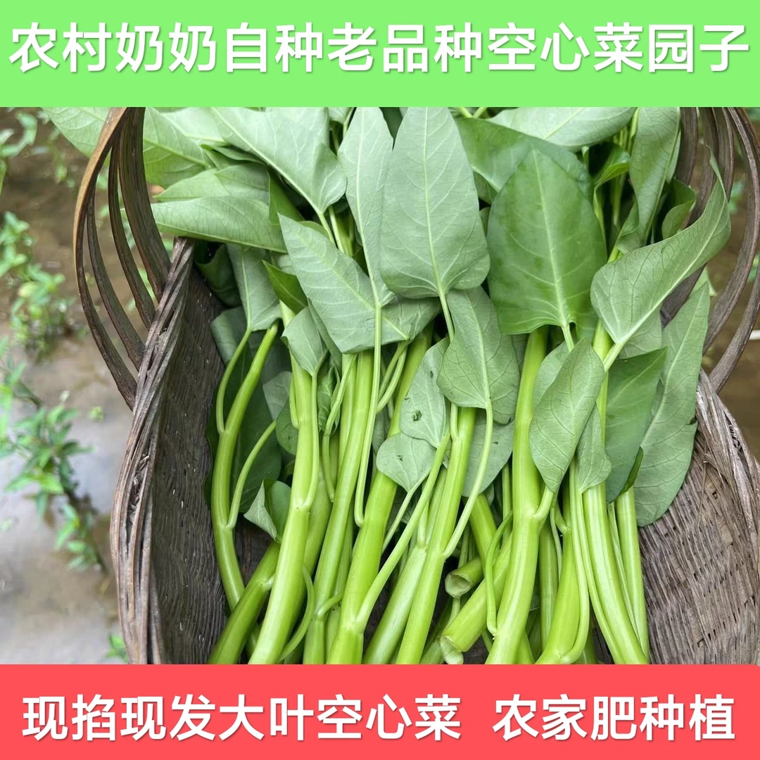 【吃的新鲜空心菜】极兔湖北农家自种蔬菜时令大叶藤藤菜绿色青菜
