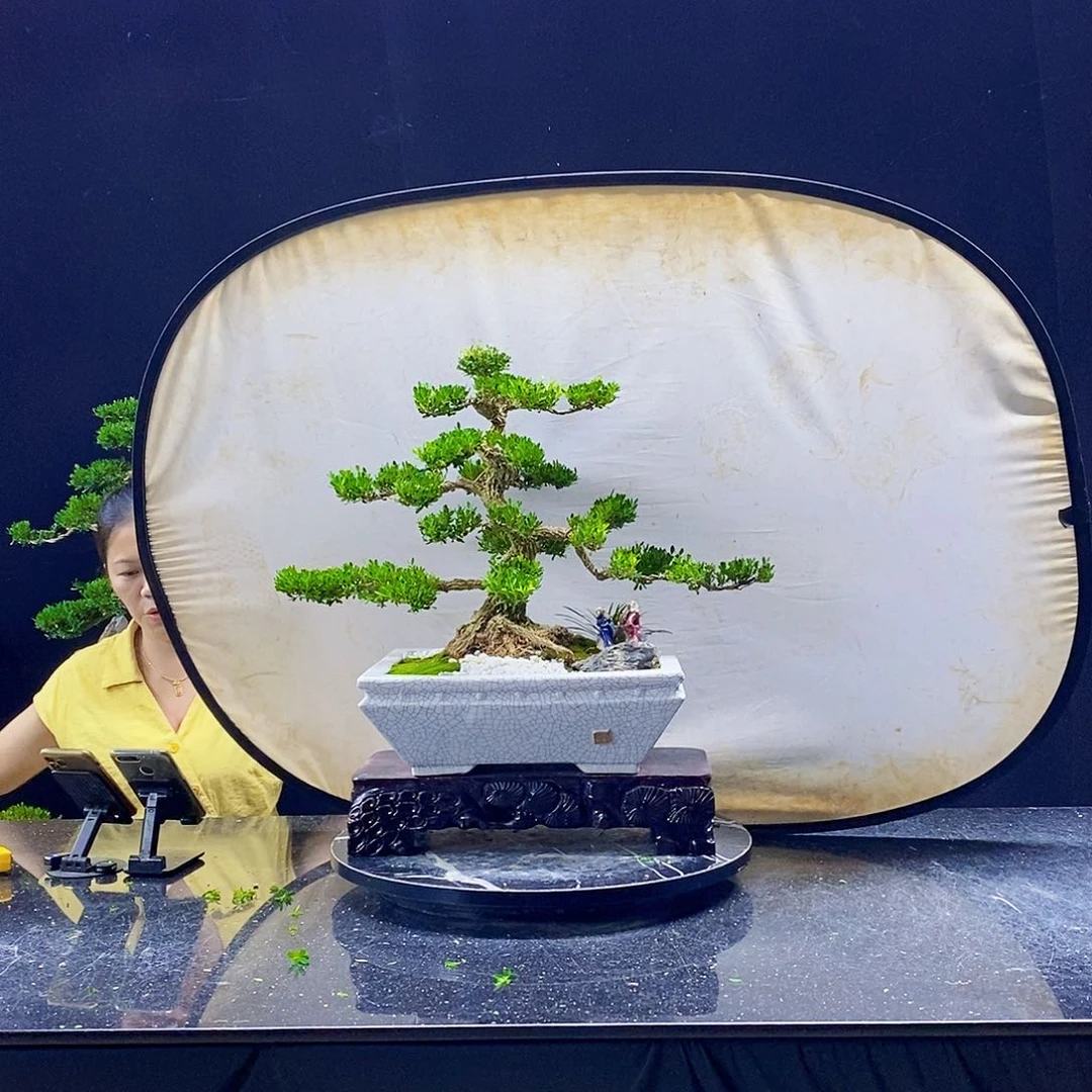 无花朵精品黄杨盆景