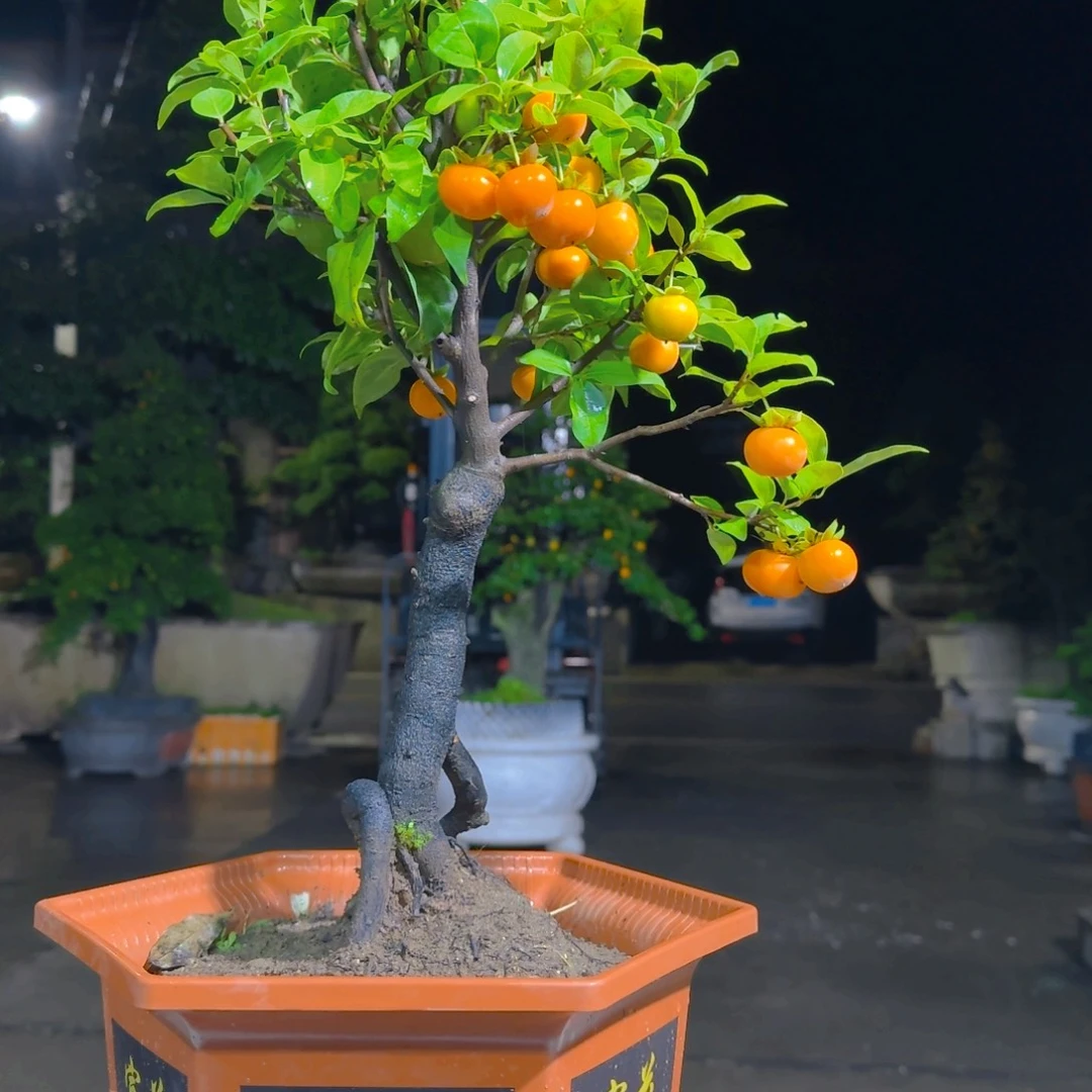 无花朵金蛋子老桩盆景q