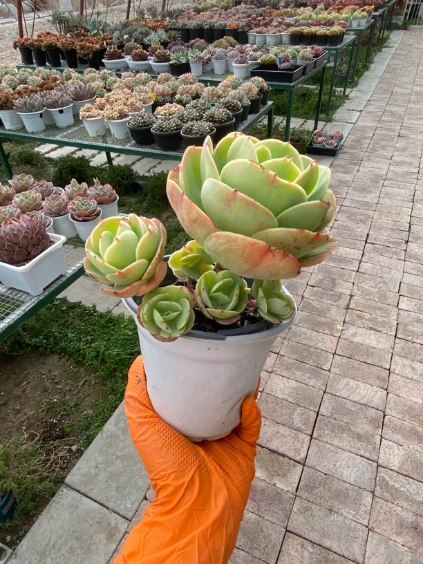 鸡蛋碧多肉桃冠幅14左右