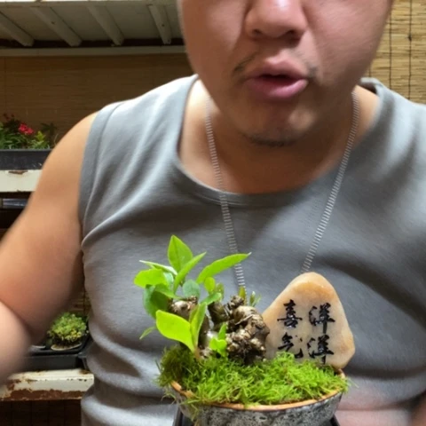 红陶一物一拍所见即所得67