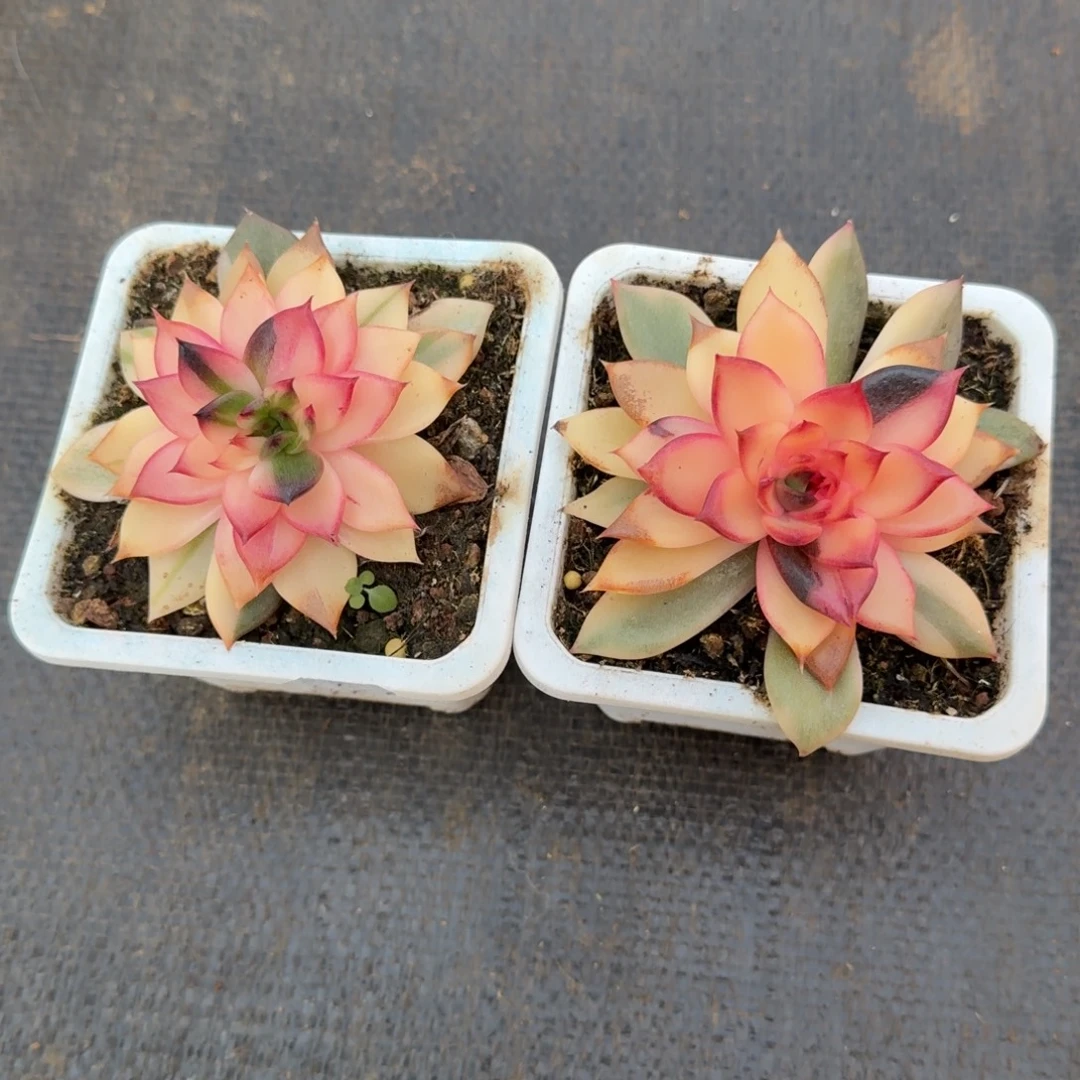 火焰山锦花脸两颗