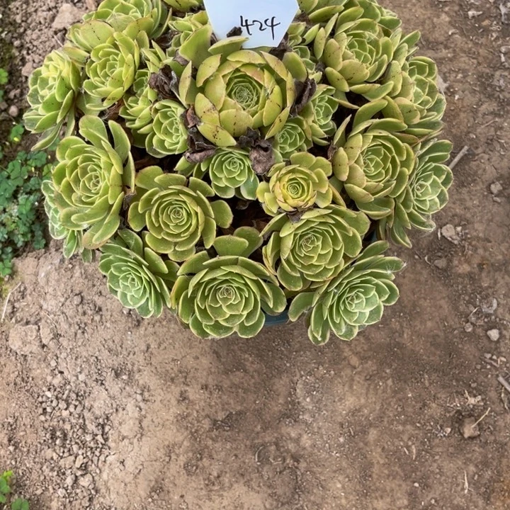 424粉花妖多肉植物法师