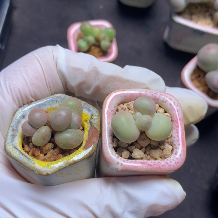 mini奶酪 双头+ 库福木质