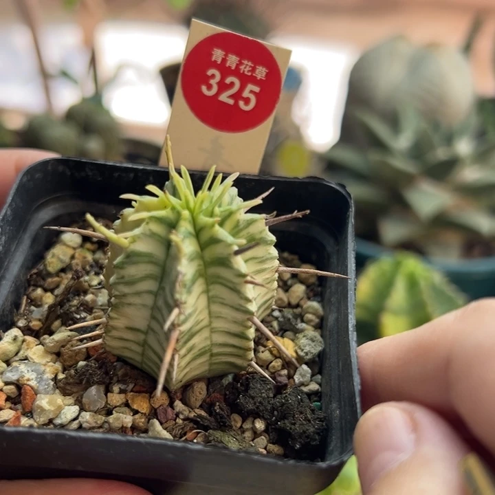 强刺斑马锦一棵仙人球