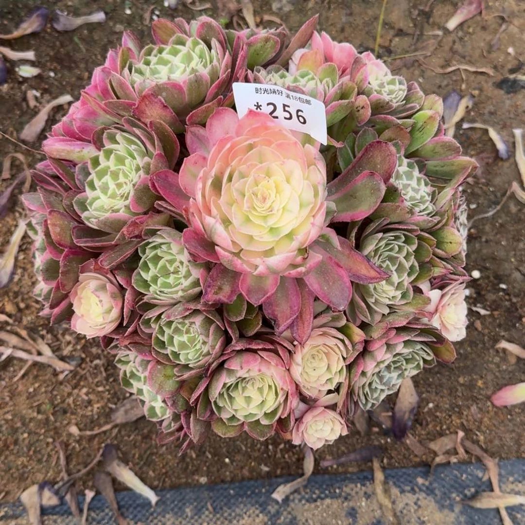 a***ù256荔枝变异寄养到秋白盆