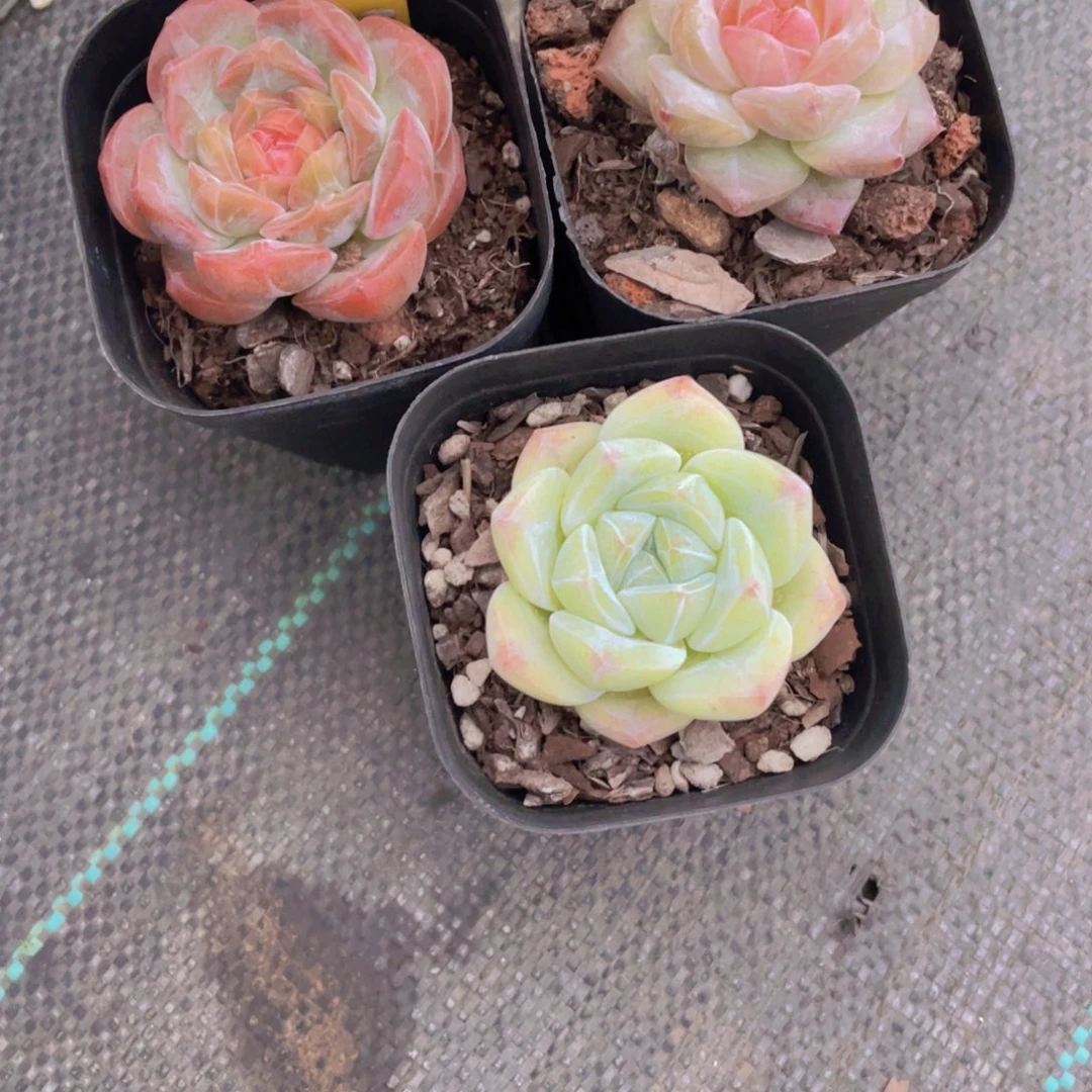 1136号福利美肉三个
