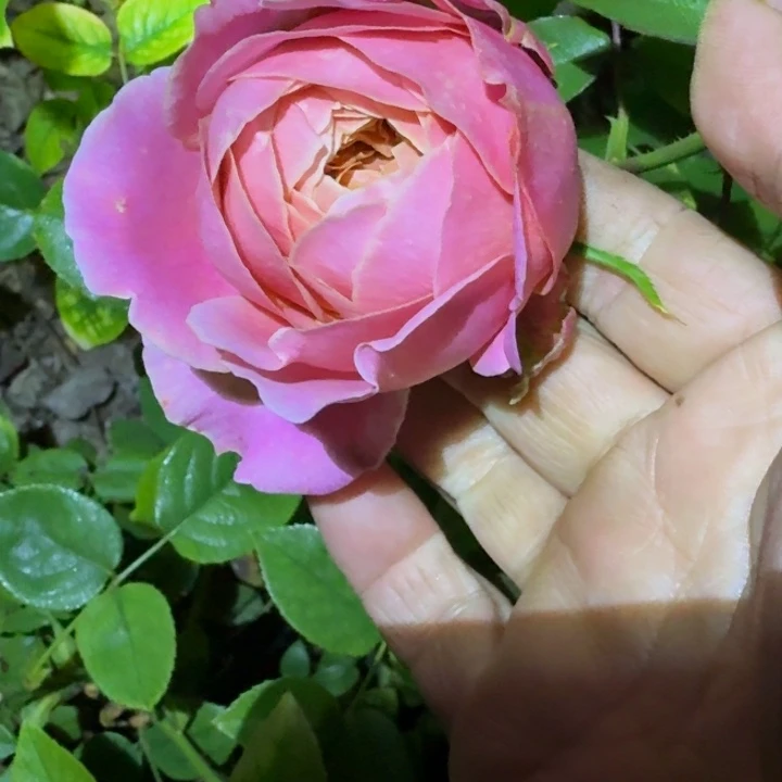 无花朵浪漫古董裸根苗