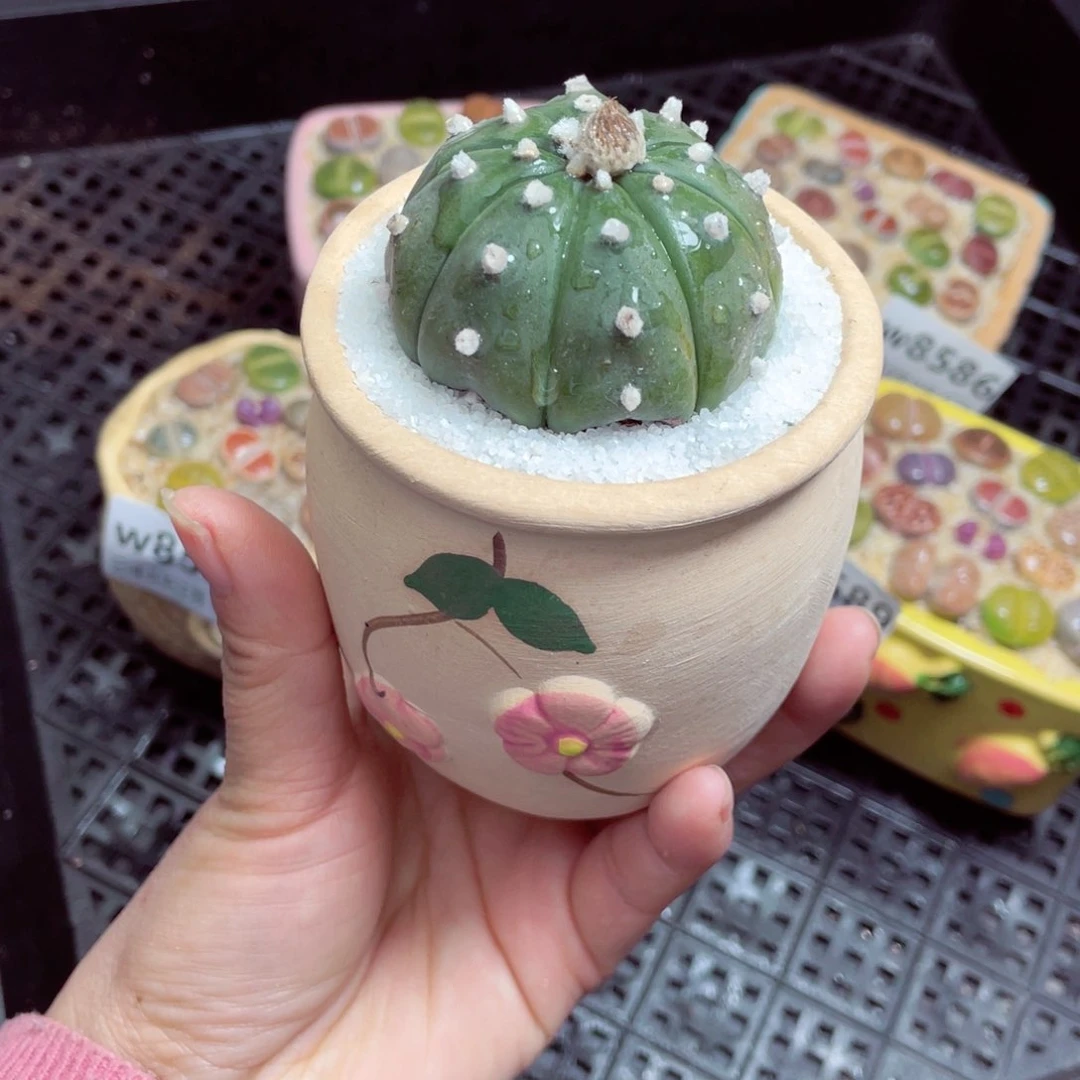 w8590-零下地区拍保温箱-15支持寄养