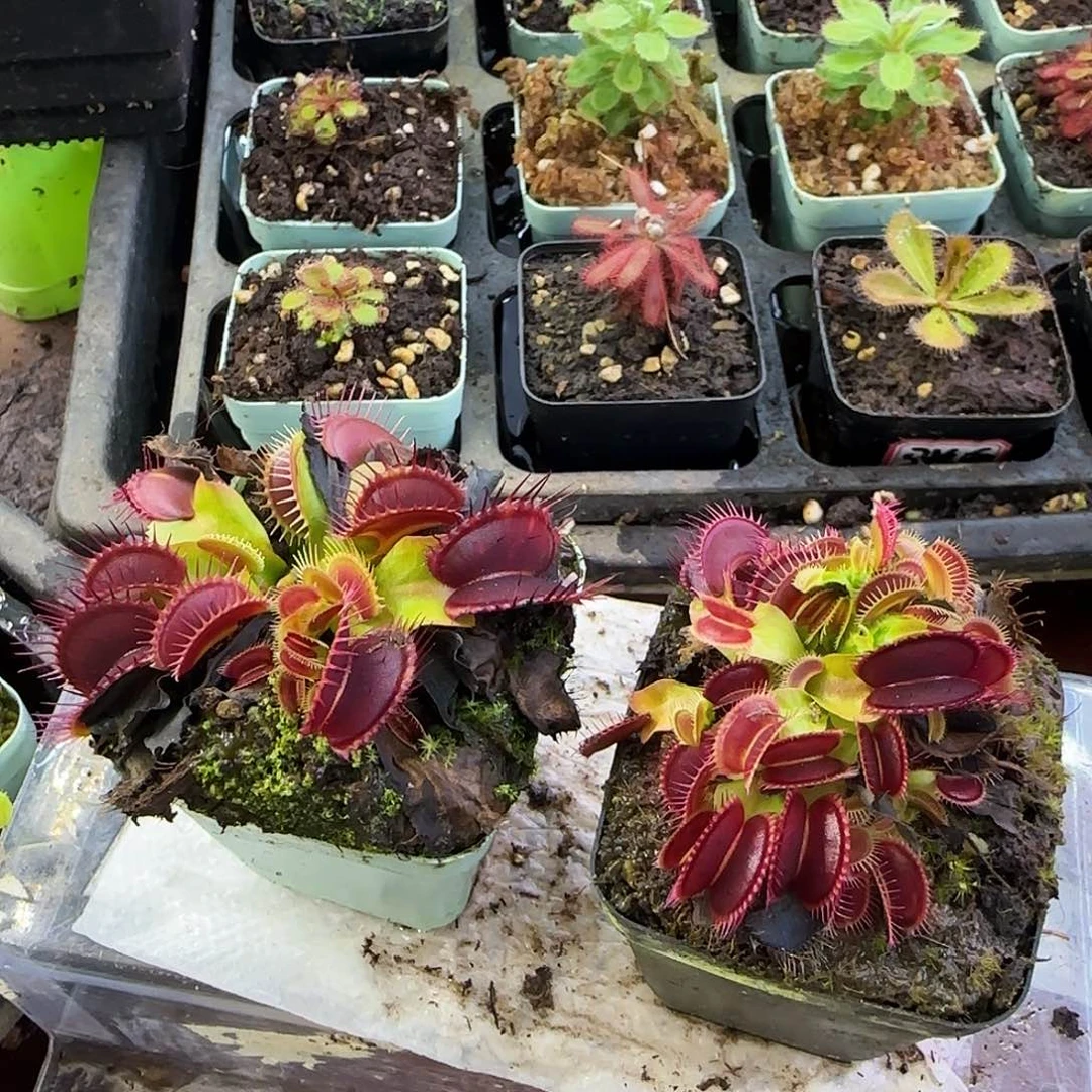 无花朵捕蝇草大嘴