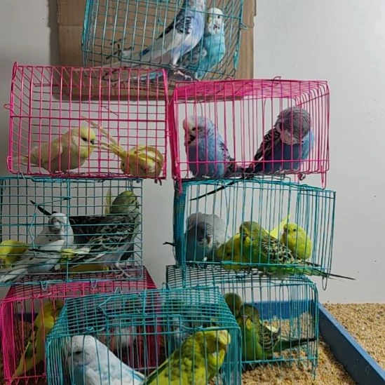 虎皮鹦鹉虎皮鹦鹉鹦鹉2只大头