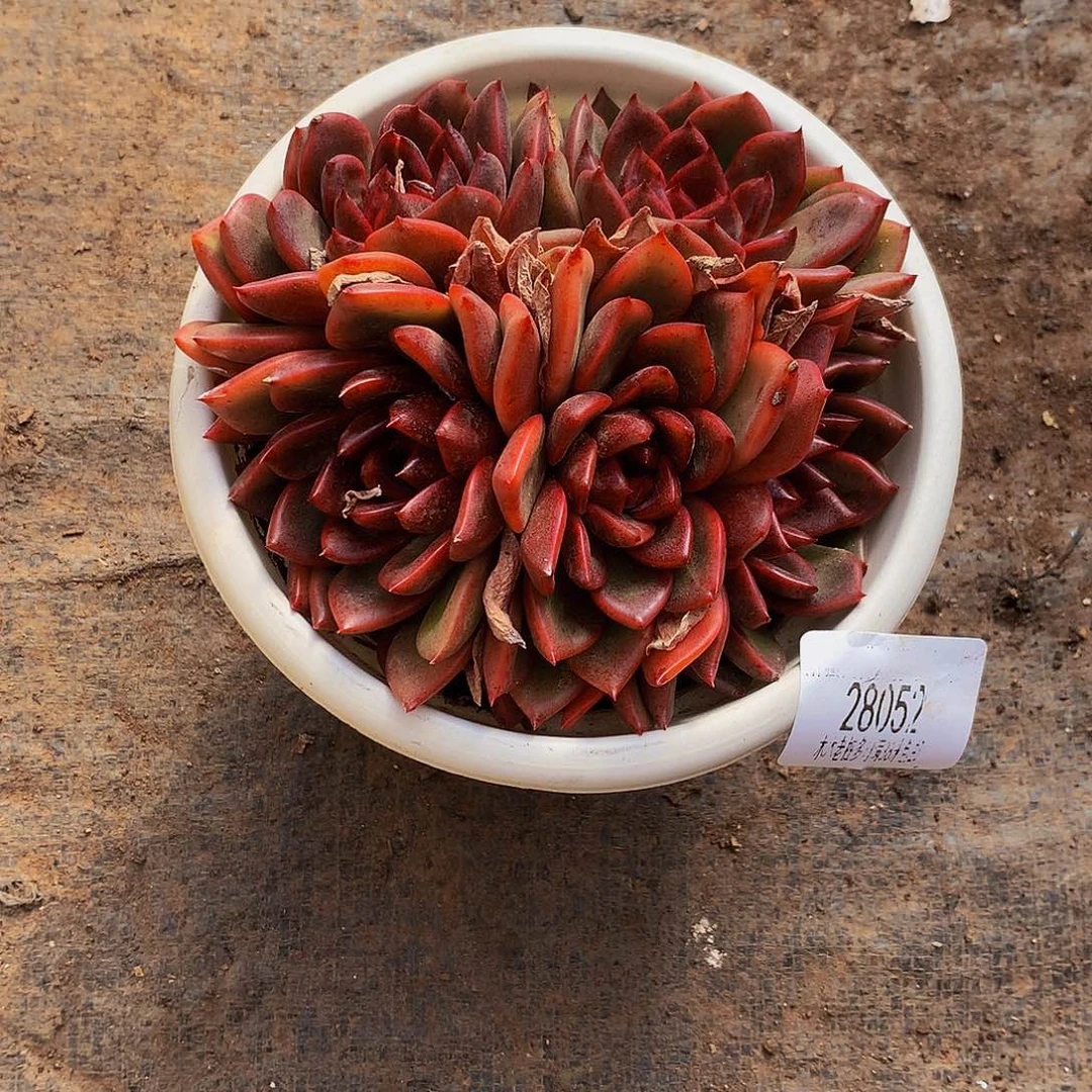 @****     红姬多肉28052