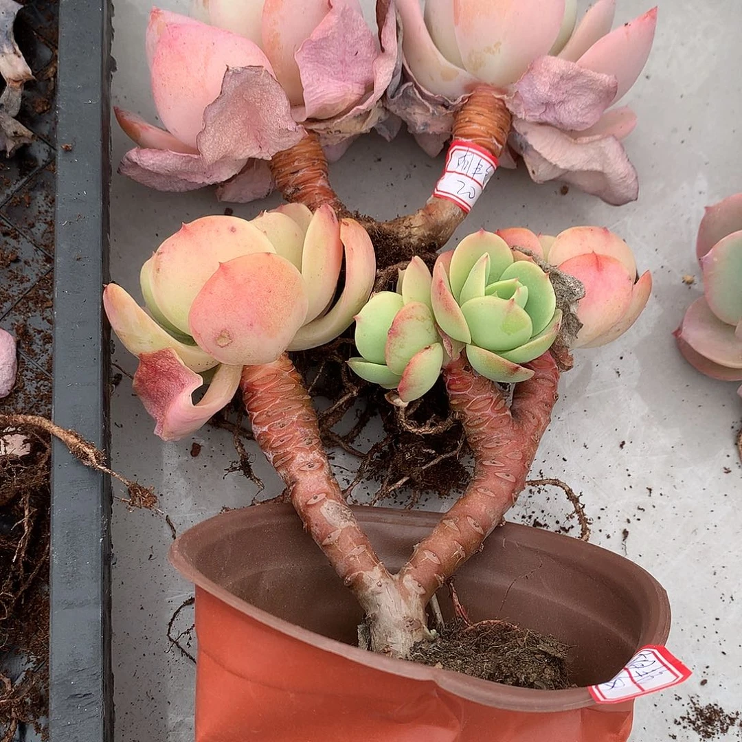 禹****馆白凤多肉，鸡蛋碧桃