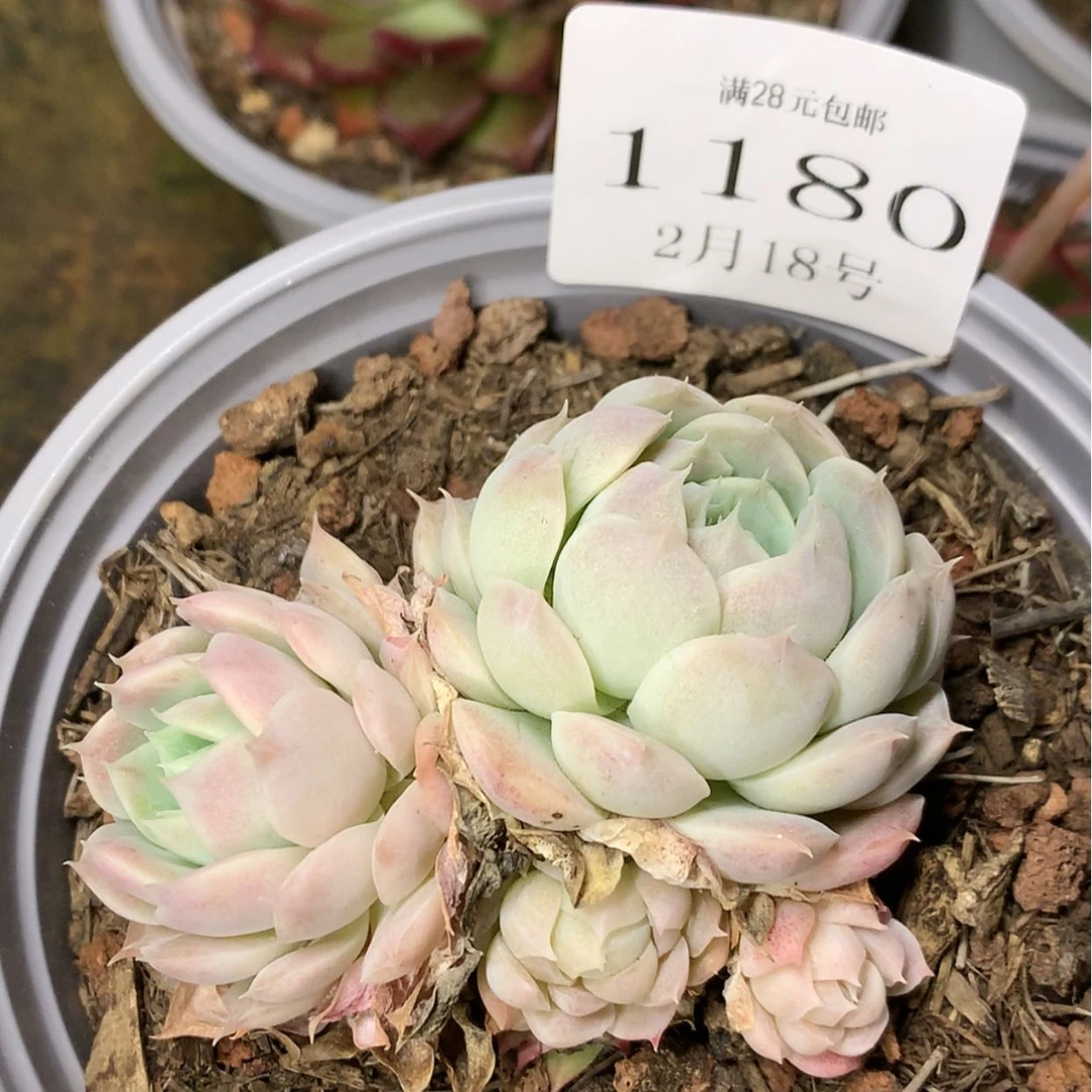【闪购商品】云1180