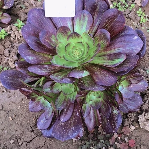 ?**?2.18-18黑玫瑰骑士多肉植物