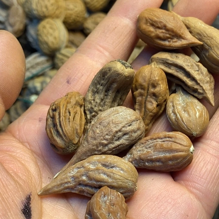 吊坠桃核娜姐真的69