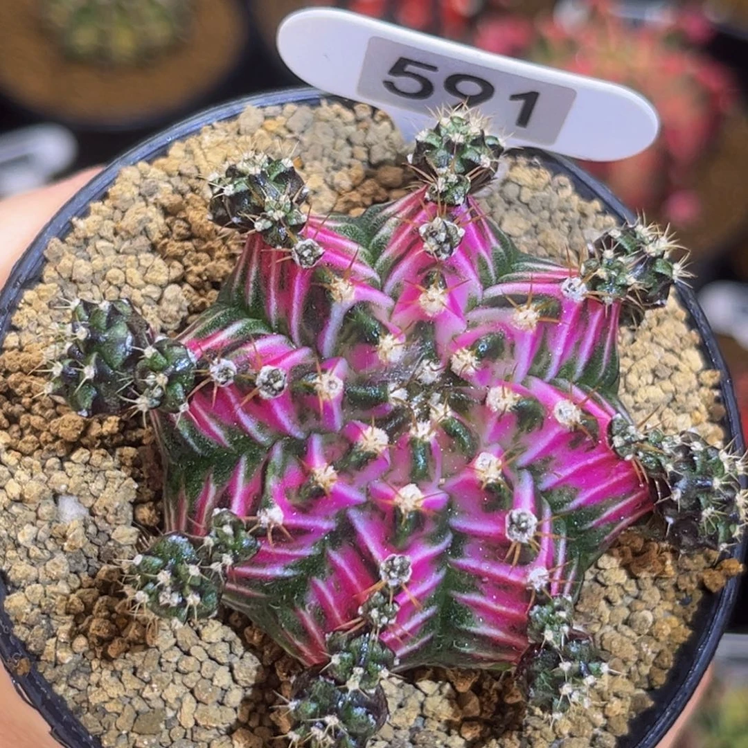 小仙女锦 米哈仙人球