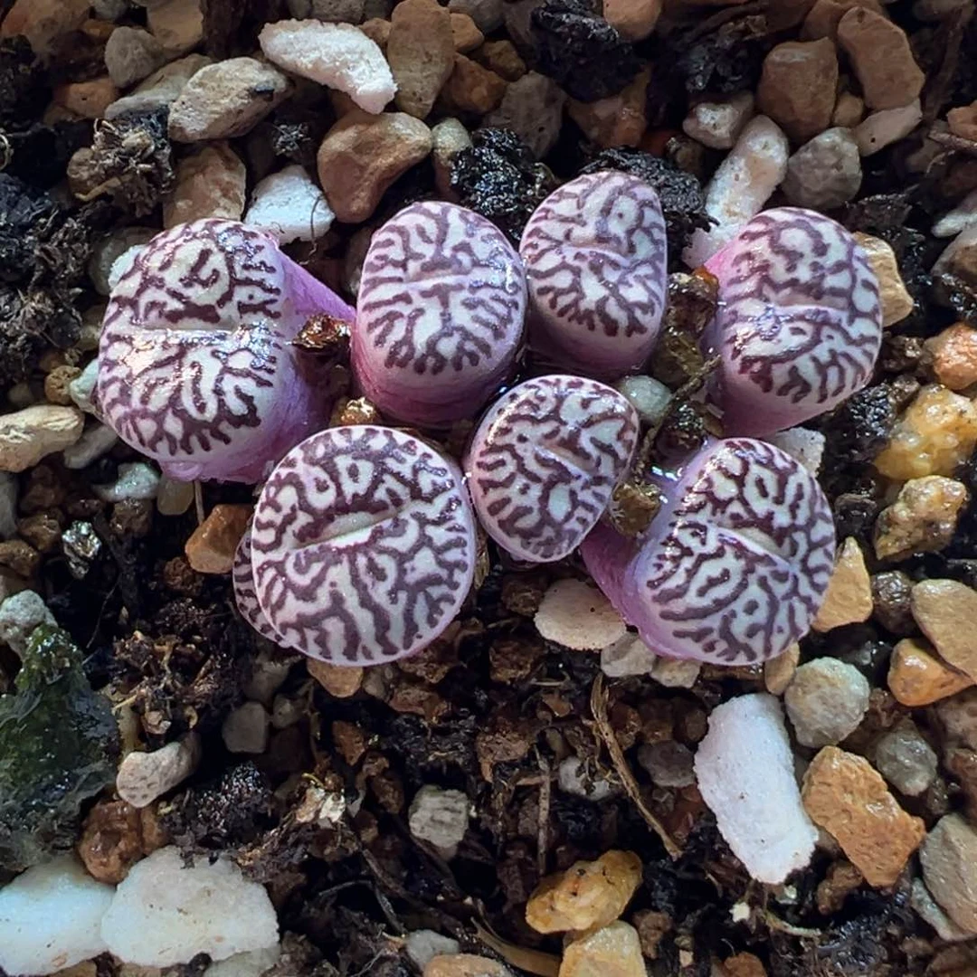 852多肉植物种类多样
