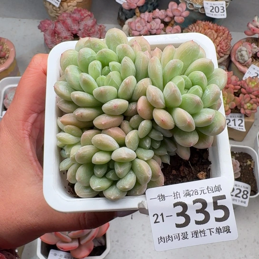 百达翡翠无盆土发货