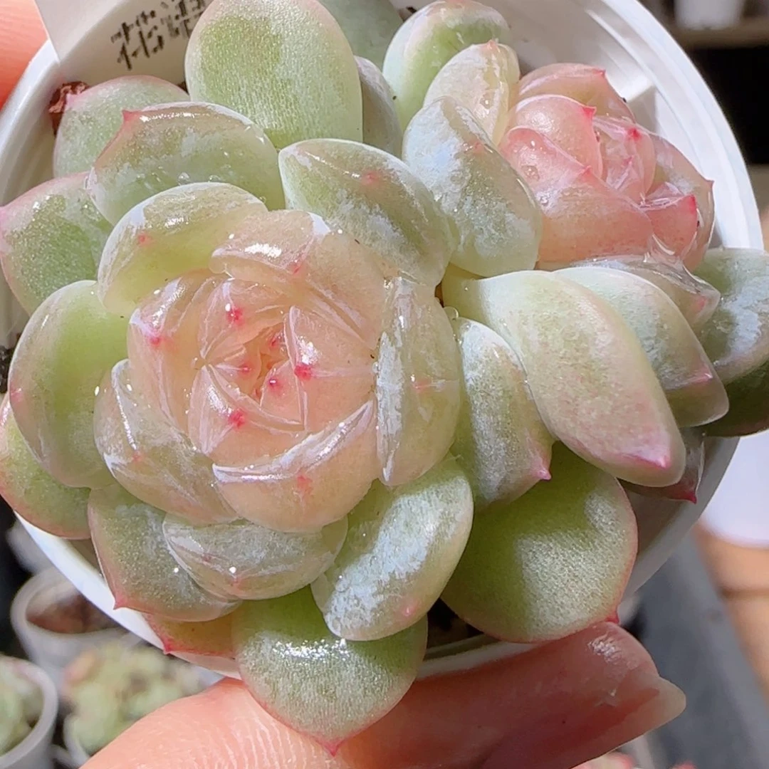 花语多肉1211-93溏心