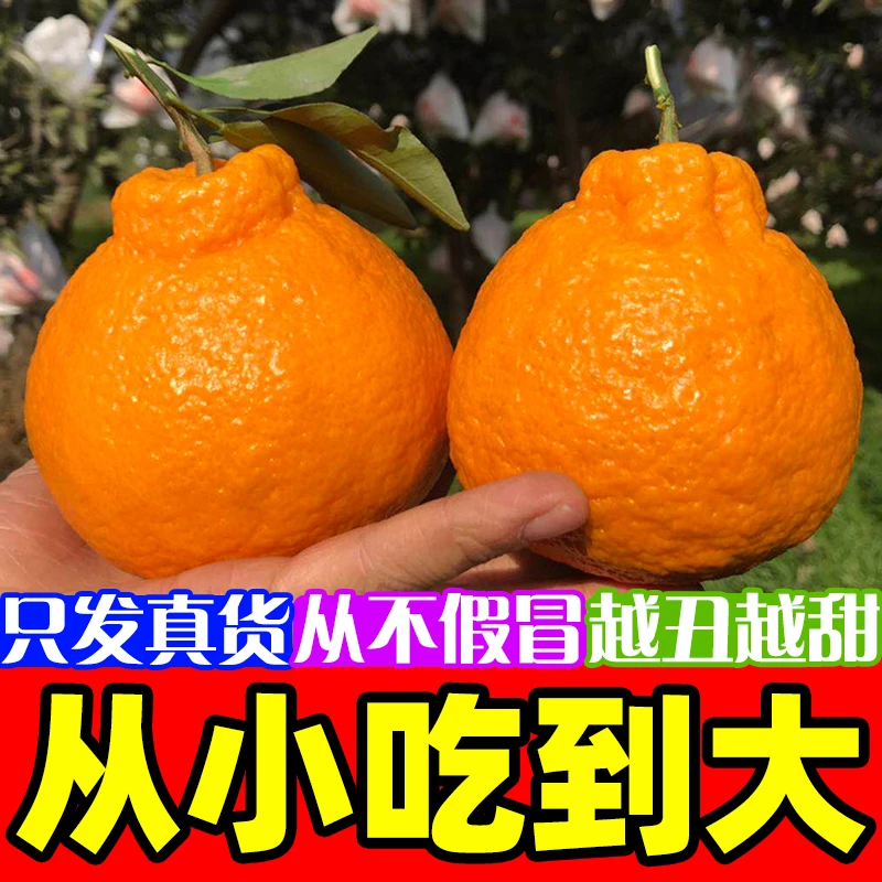 正宗四川不知火丑橘新鲜水果丑八怪桔子整箱包邮